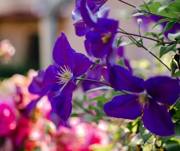 Mina 1 Appartement *