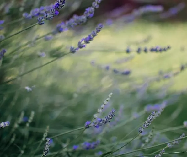 Mina 1 Apartamento *